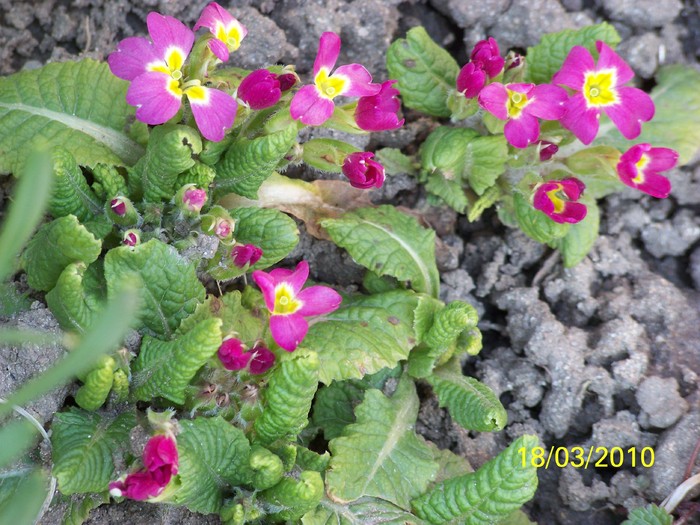 100_2379 - un album ff frumos