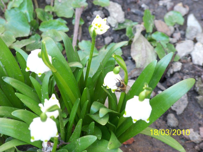 100_2383 - un album ff frumos