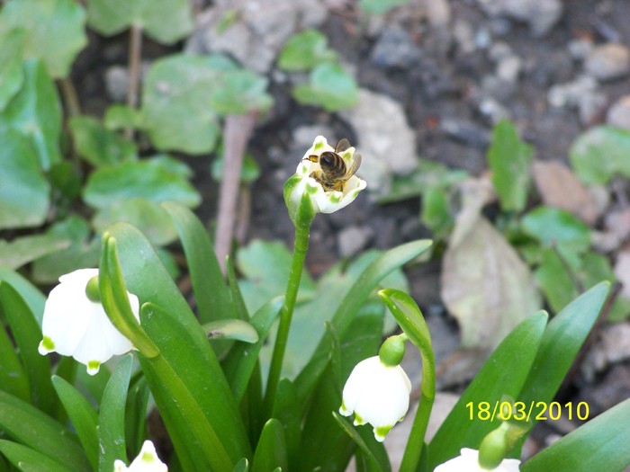 100_2384 - un album ff frumos