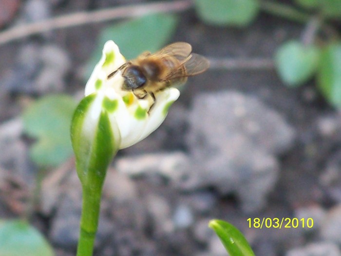 100_2391 - un album ff frumos