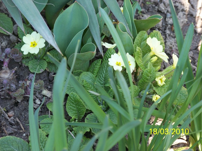 100_2393 - un album ff frumos