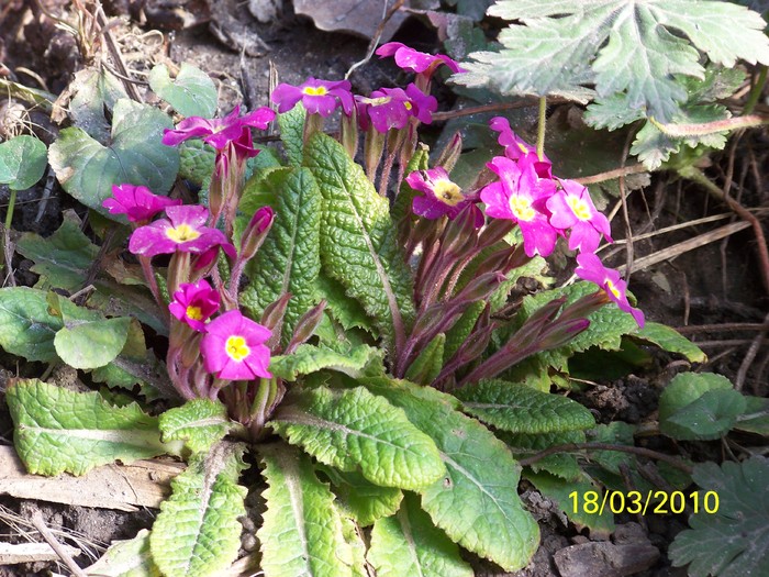 100_2394 - un album ff frumos