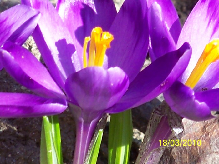 100_2398 - un album ff frumos