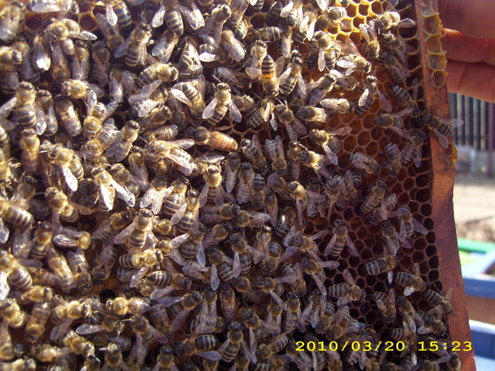 printre albine se vede si o  matca frumoasa - albinele si stupii mei-bees and my hives