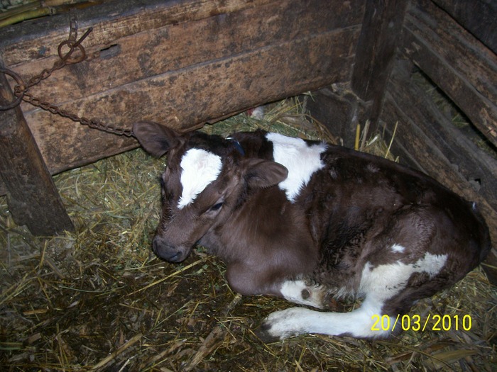 Picture 358 - vaca cu vitelul 2010