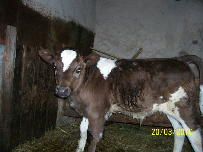 Picture 360 - vaca cu vitelul 2010