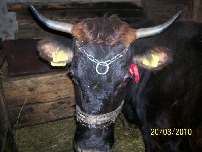 Picture 366 - vaca cu vitelul 2010