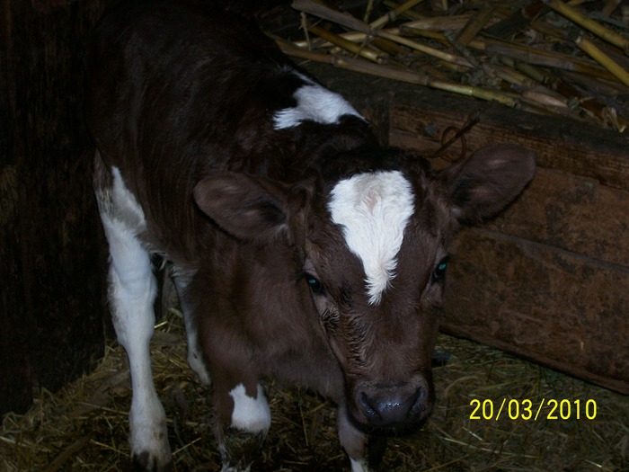 Picture 367 - vaca cu vitelul 2010