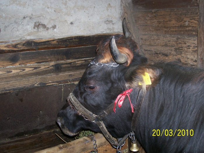 Picture 369 - vaca cu vitelul 2010
