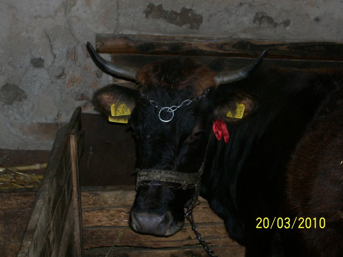 Picture 374 - vaca cu vitelul 2010