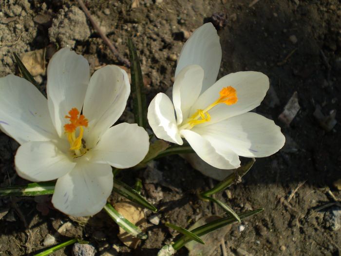 P3133274 - flori de gradina 2010-primavara-vara