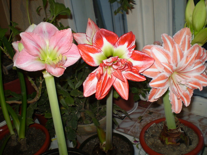 Exposure,Passadena si Double Record - hipeastrum 2009-2010