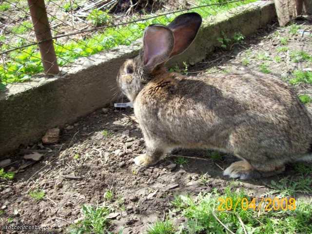 vand_iepuri_de_rasa_animalele_sunt_de_rasa_pura-anunt-3d6445 - iepuri