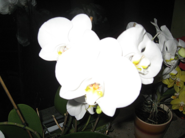 IMG_0317 - orhidee