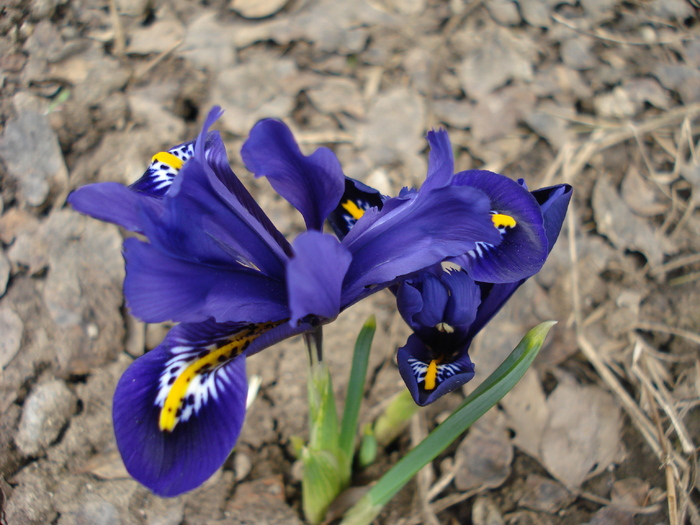 Iris reticulata Harmony (2010, March 21) - Iris reticulata Harmony