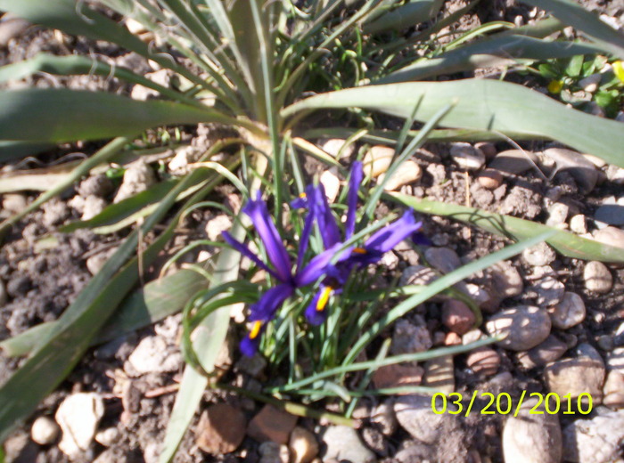 iris - flori de primavara 2010