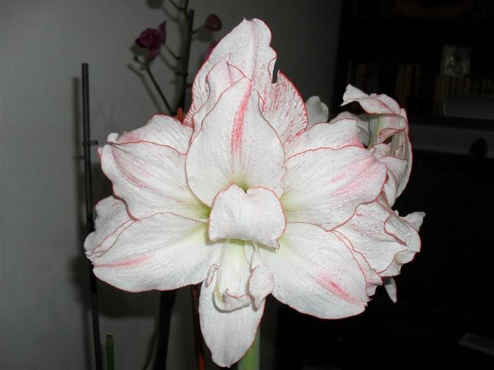 aphrodite 3 - hippeastrum aphrodite