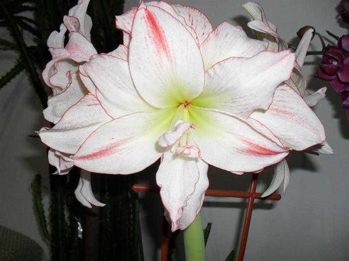 aphrodite 4 - hippeastrum aphrodite