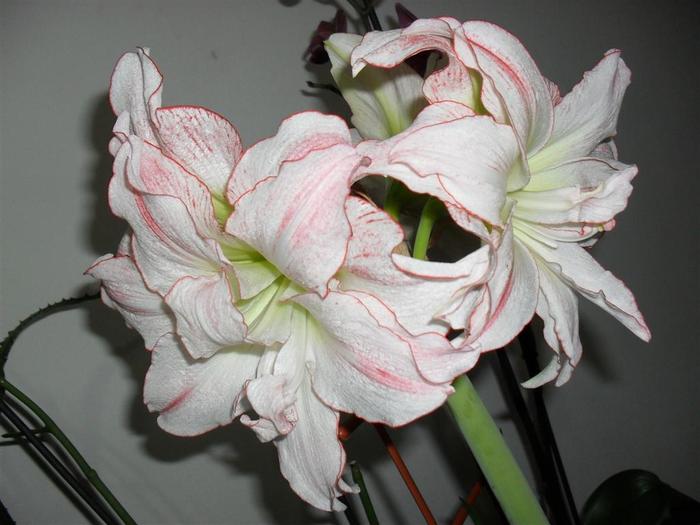 aphrodite 5 - hippeastrum aphrodite