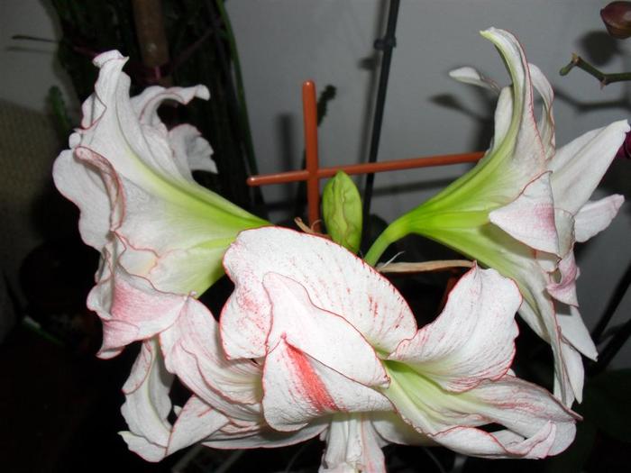 aphrodite 6 - hippeastrum aphrodite