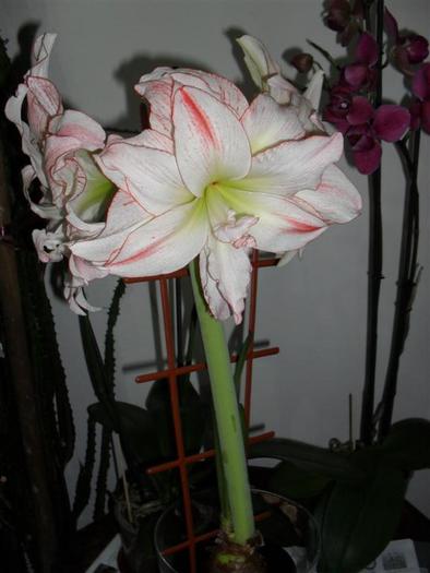 aphrodite 9 - hippeastrum aphrodite