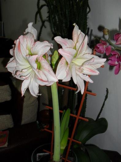 aphrodite 10 - hippeastrum aphrodite