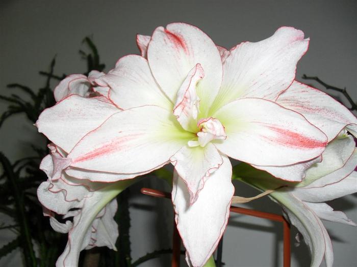 aphrodite 12 - hippeastrum aphrodite