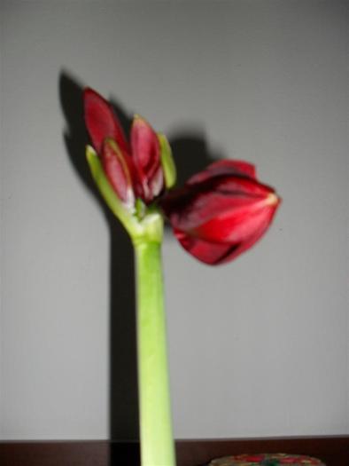 red lion 3 - hippeastrum red lion