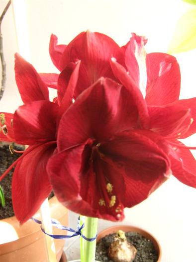 red lion 8 - hippeastrum red lion