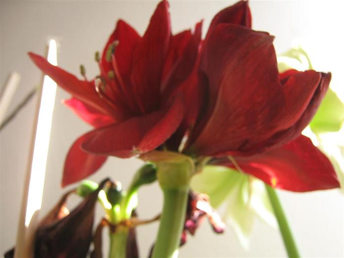 red lion 14 - hippeastrum red lion