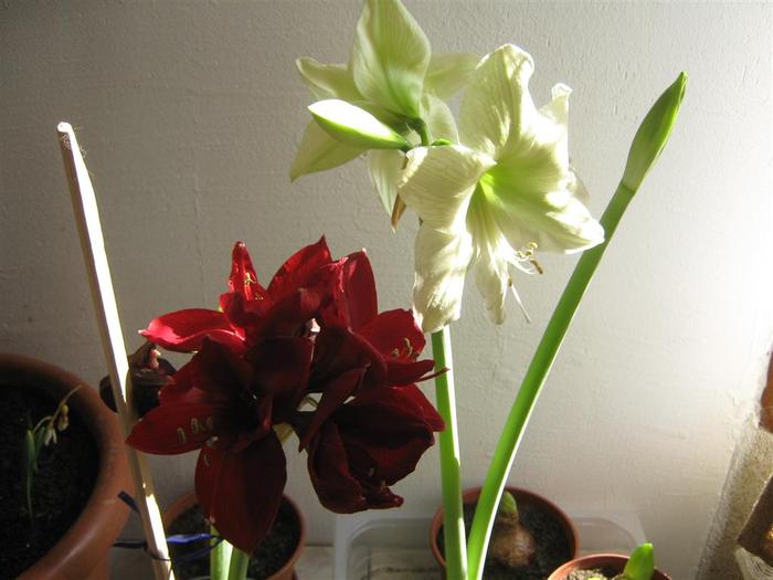 red lion 15 - hippeastrum red lion