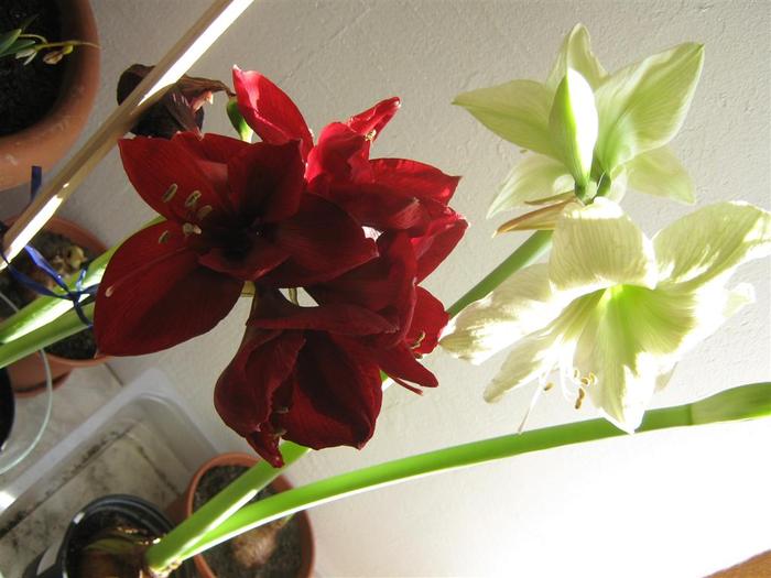 red lion 16 - hippeastrum red lion