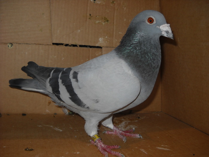 mascul 1999