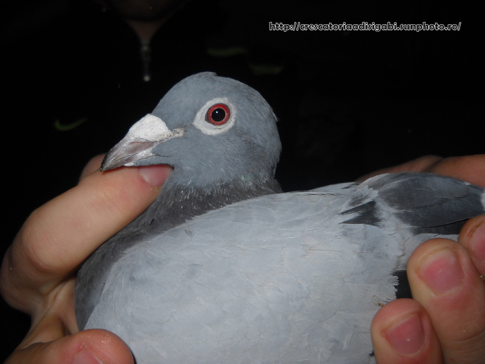 femela 2007