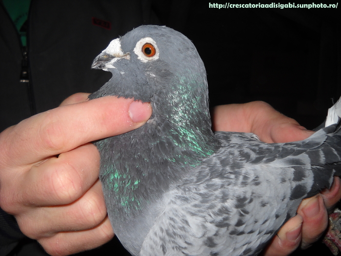 mascul 2007