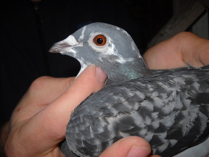 femela 2009