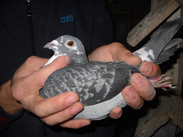 femela 2009