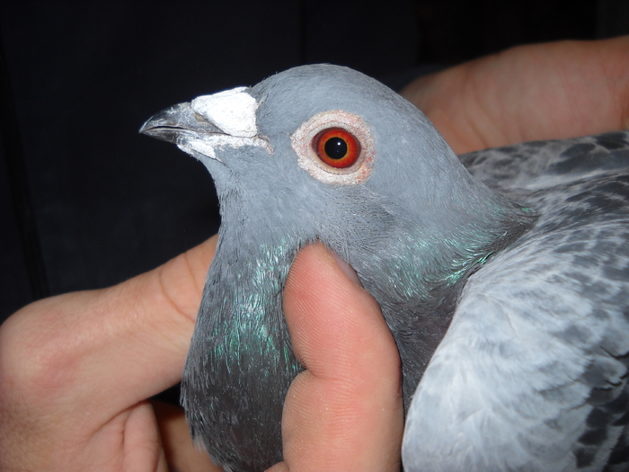 mascul 2009