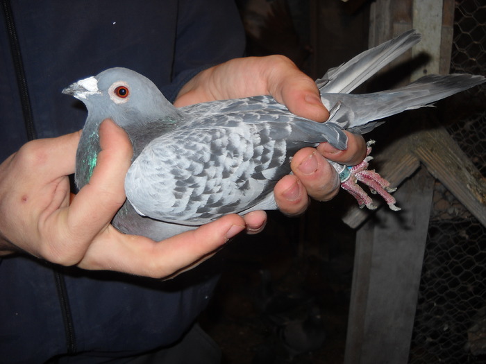 mascul 2009