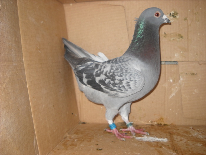 mascul 2009