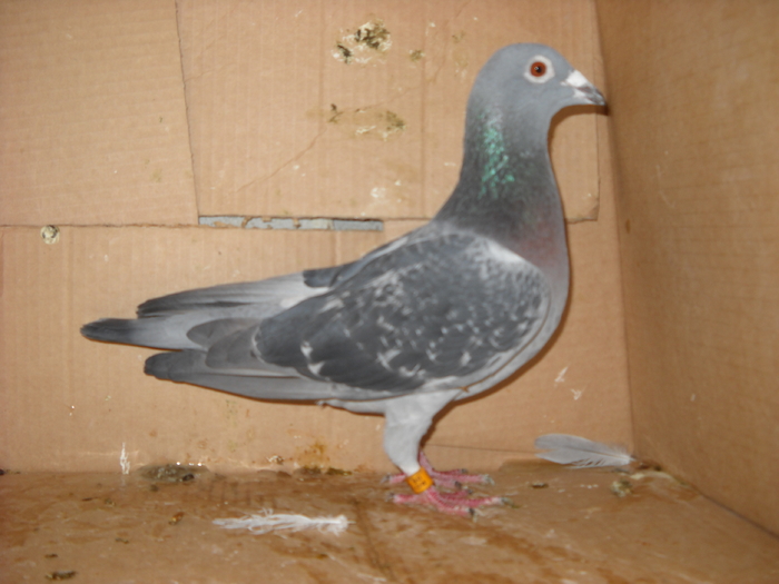 femela 2008