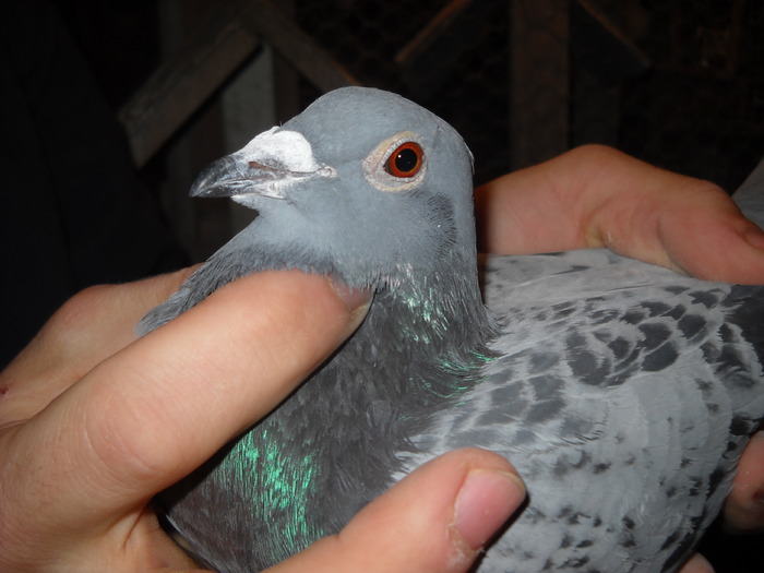 femela 2009