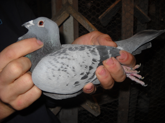 femela 2009