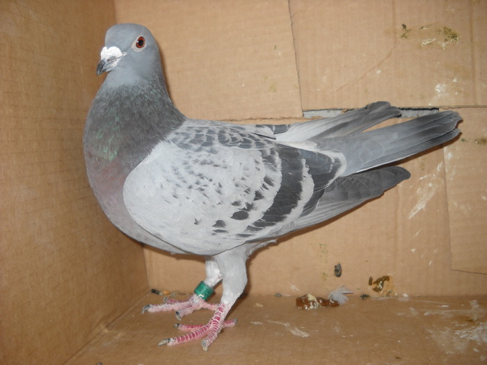 femela 2009