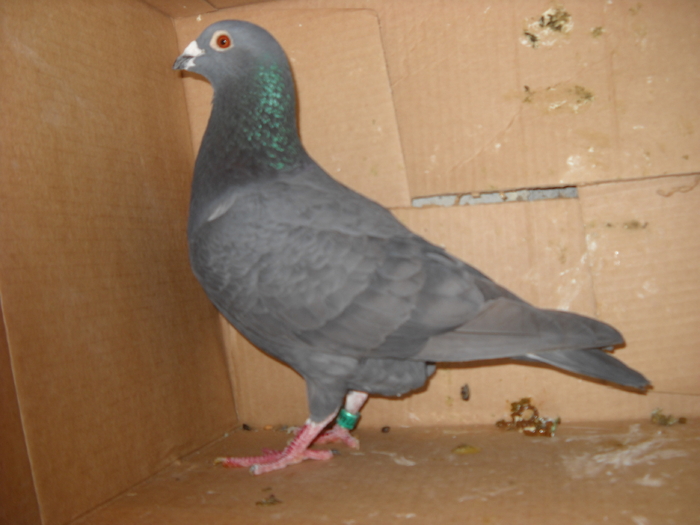 mascul 2009