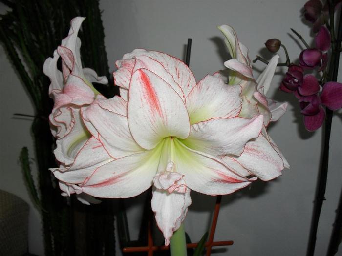 aphrodite - hippeastrum