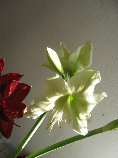 lemon lime 1 - hippeastrum lemon lime