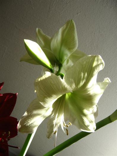 lemon lime 4 - hippeastrum lemon lime