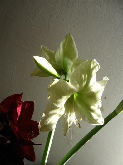 lemon lime 6 - hippeastrum lemon lime