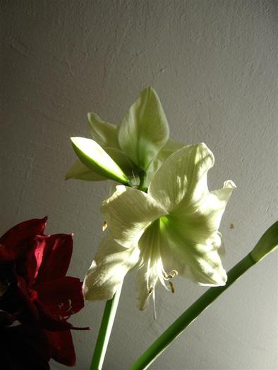 lemon lime 7 - hippeastrum lemon lime